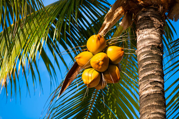 Bright yellow-orange fruit on a tall coconut tree (Cocos nucifera) on sunny tropical island...