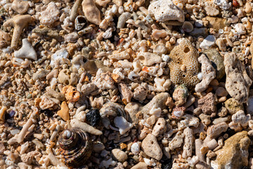 Corals, snails and shells on a beach of Mauritius (Indian Ocean, Africa). Background banner with fragments of marine life in the reef washed up by surf in various shapes and surfaces in white-beige.