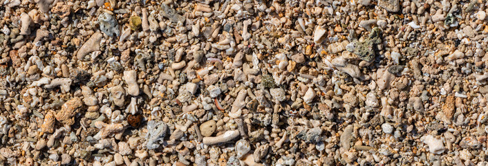 Corals and shells on the beach of Mauritius (Indian Ocean, Africa). Background banner with...
