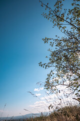 couché sur la prairie sauvage