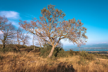 arbre solitaire dans la prairie sèche, mont Mourex