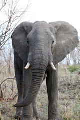 Fototapeta premium Closeup of a large African Elephant facing the viewer, Sabi Sands, South Africa 