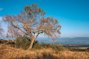 Vue sur le Mont-Blanc et les Alpes et le lac Léman depuis le mont Mourex