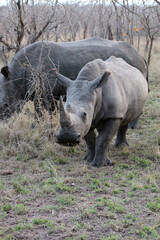 Fototapeta premium Closeup of two Rhinos in the early morning, South Africa 