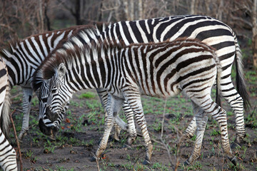 Obraz premium Group of Zebra with a foal in the foreground, Sabi Sands, South Africa 