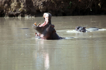 Fototapeta premium Hippo with mouth wide open, Sabi Sands, South Africa