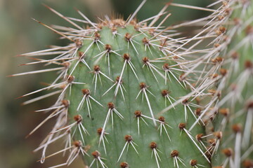 kaktus opuncja Opuntia polyacantha var. nicholii Manu
