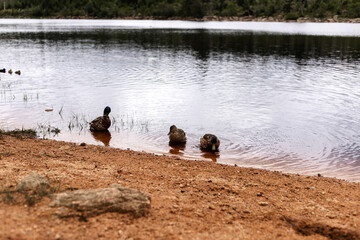 Sandy shore of the lake. Beautiful nature with a lake near the forest.A lake