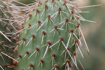 kaktus opuncja Opuntia polyacantha var. nicholii Manu