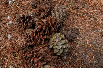 a photo of a collection of dry pine seeds