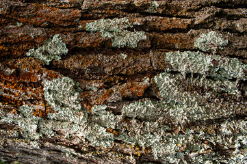 Bark texture photographed close up