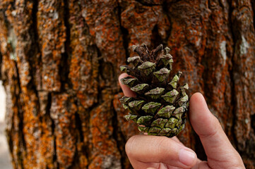 the hand holding the pine cone