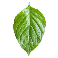 Obraz premium green leaf isolated on white