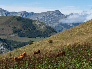 Fototapeta premium vaches tarine en alpage dans le beaufortain, avec montagnes en arrière plan et banc de nuage