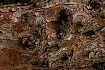 Bark texture photographed close up