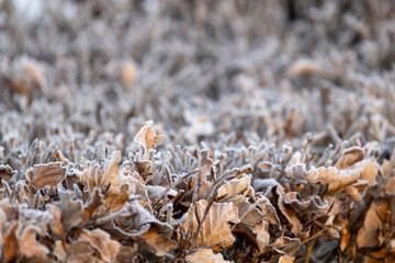 A beautifully detailed closeup of frosted leaves and ground, showcasing winters delicate and sublime beauty