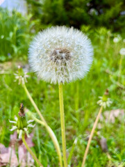 Closeup of dandelion