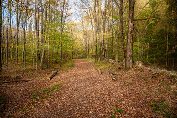 Deserted path covered in fallen leaves through a deciduous forest in a the mountains in autumn