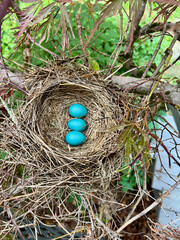 Robin's eggs in nest