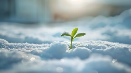 A small green plant sprout emerges from the snow on a sunny day, symbolizing hope and resilience.