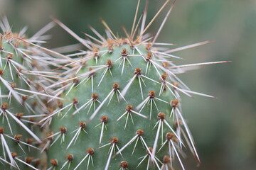 kaktus opuncja Opuntia polyacantha var. nicholii Manu