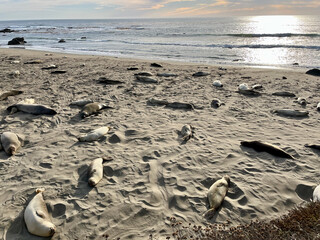 Seals on a beach