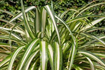 Obraz premium Spider grass plant closeup. Selective focus.