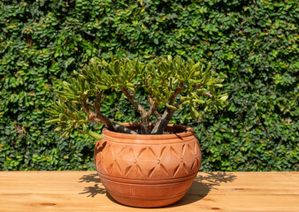 Crassula gollum succulent plant in a decorative terracotta pot