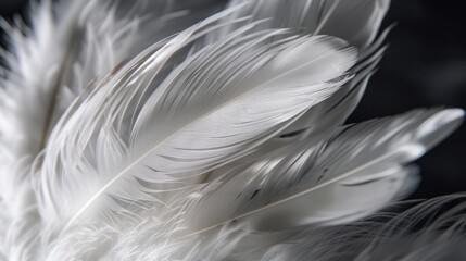 Fototapeta premium White bird feathers against dark backdrop.