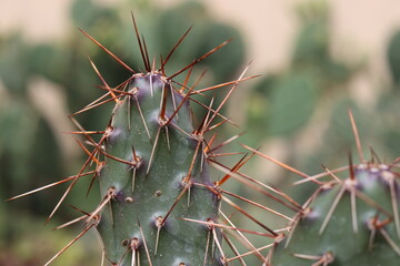 kaktus opuncja Opuntia polyacantha var. polyacantha rhodantha Pisciformis