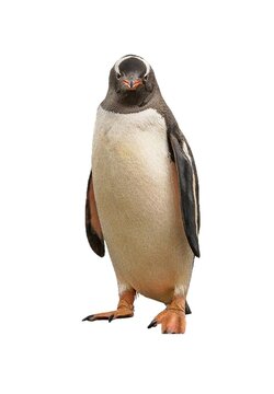 pingouin