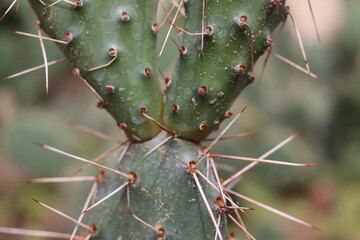 kaktus opuncja Opuntia polyacantha var. polyacantha rhodantha Pisciformis