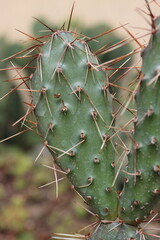 kaktus opuncja Opuntia polyacantha var. polyacantha rhodantha Pisciformis