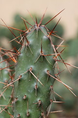 kaktus opuncja Opuntia polyacantha var. polyacantha rhodantha Pisciformis