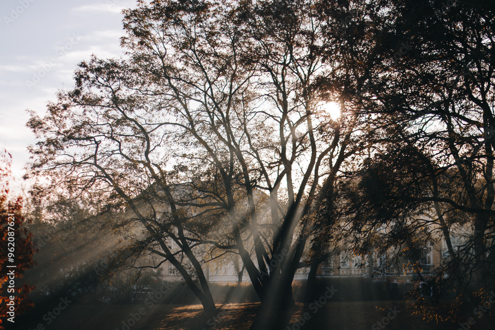 Poster sun shining through trees with sunrays visible in foggy forest