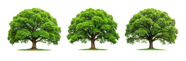 Fototapeta premium Majestic Big Green Oak Tree: Characteristics, Benefits, and Care Tips