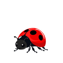 ladybug