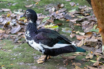 Beautiful duck free in the middle of nature.