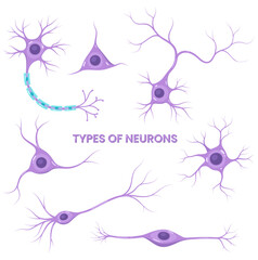 Types of neurons. Nerve cell