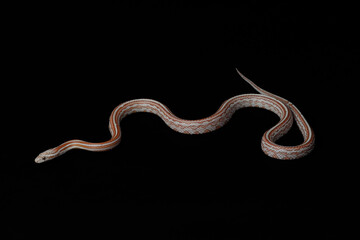 Ultra Miami Tessera Corn Snake