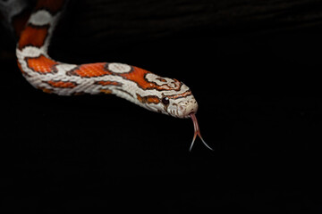 Ultra Miami Corn Snake