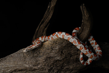 Ultra Miami Corn Snake