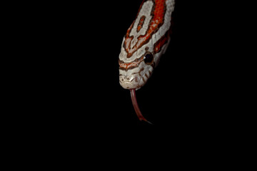 Ultra Miami Corn Snake