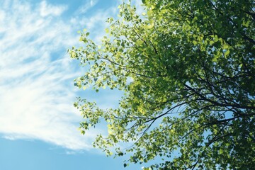 Fototapeta premium Lush Green Tree Branches Against a Blue Sky with White Clouds