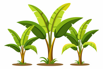 three banana plants vector illustration