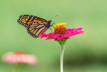 Obraz premium Monarch butterfly perched on neon pink zinnia flower with green background