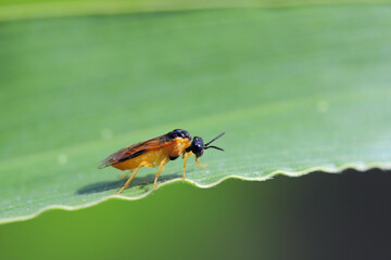 Turnip Sawfly or Coleseed Sawfly, Athalia rosae, colibri (Tenthredo rosae), Tenthredinidae, Symphyta, Hymenoptera.