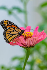 Monarch butterfly feeding from pink zinnia in flower garden