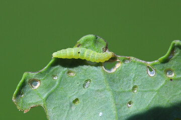 Young diamondback moth Plutella xylostella caterpillar feeding on cabbage. © Tomasz