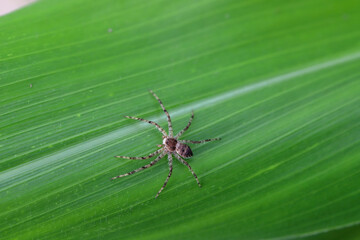 A spider on a green corn leaf in a crop field.